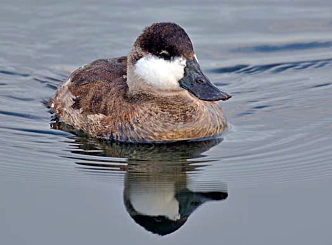 Ruddy Duck, Bolsa Chica Ecological Reserve, Huntington Beach, California